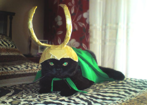 My Cat Loki